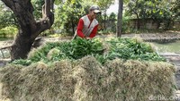 Musim kemarau yang berkepanjangan sedikit melambatkan jadwal panen kangkung.