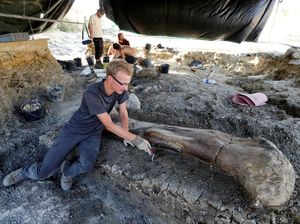 Wow! Tulang Paha Dinosaurus Berusia 140 Juta Tahun Ditemukan
