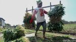 Asyik! Petani di Tangerang Panen Kangkung
