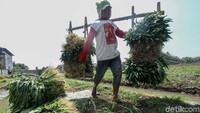 Lahan tanam yang hampir satu hektar ini dapat memanen hingga ribuan ikat kangkung.