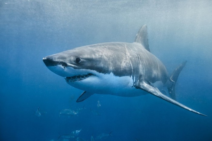 Great white shark smiling in the blue ocean