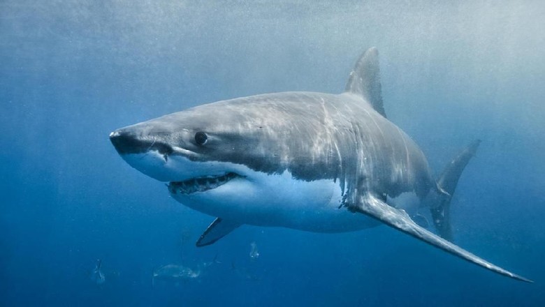 Hiu Putih Great white shark smiling in the blue ocean