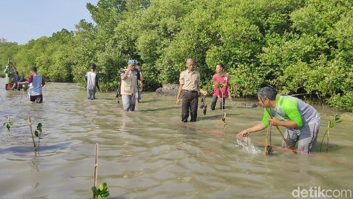 Cirebon Kembangkan Ekowisata Mangrove