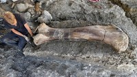 Sebuah tulang dinosaurus berukuran raksasa ditemukan di situs penggalian yang berada di barat daya Prancis.