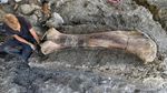 Tulang Dinosaurus Raksasa Ditemukan di Prancis