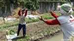 Asyik! Petani di Tangerang Panen Kangkung