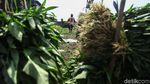 Asyik! Petani di Tangerang Panen Kangkung