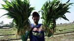 Asyik! Petani di Tangerang Panen Kangkung