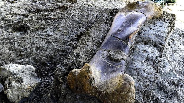 Tulang paha dinosaurus raksasa yang ditemukan di Prancis