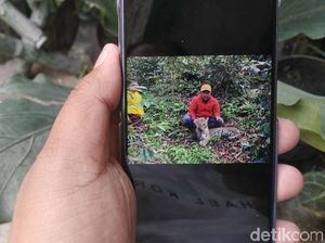 Ini Dugaan Penyebab Seekor Macan Tutul Mati di Hutan Logawa