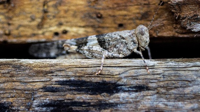 Penampakan Belalang Yang Menyerbu Kawasan Las Vegas Strip