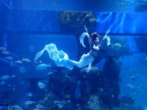 Bidik Foto Mermaid di Jakarta Aquarium Bisa Dapat Rp 5 Juta