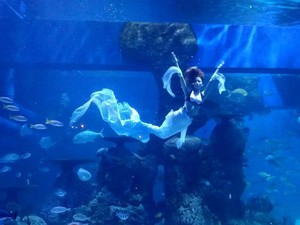Ingin Bisa Berenang Seperti Mermaid? Segini Biaya Kursusnya