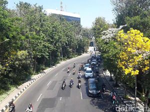 Bunga Tabebuya Beraneka Warna Bermekaran di Sudut Kota Surabaya, Indahnya