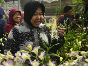 Risma akan Ajari Warga Eks Lokalisasi Budidaya Anggrek dan Pengolahan Jamur