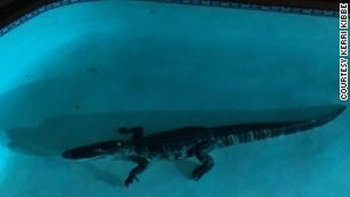 Aligator 7 Kaki Berenang Di Kolam Keluarga Di Florida Aligator 7 Kaki Berenang Di Kolam Keluarga Di Florida