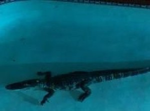 Aligator 7 Kaki Berenang di Kolam Keluarga di Florida