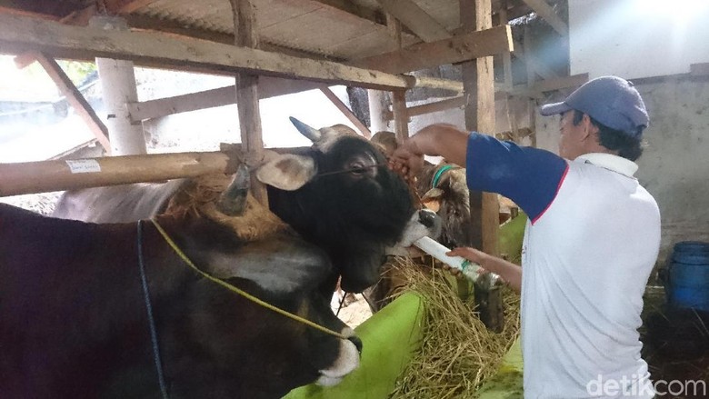 Jelang Kurban, Peternak di Brebes Cekoki Sapi dengan Jamu Jelang Kurban, Peternak di Brebes Cekoki Sapi dengan Jamu
