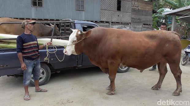 Sebelum Beli Sapi Tyson, Jokowi Disebut Lirik Rambo untuk Kurban
