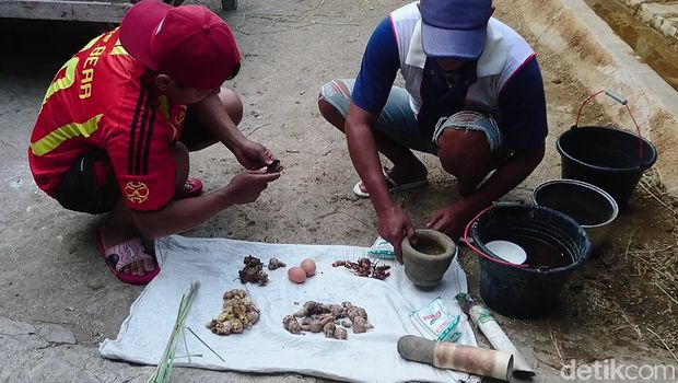 Meracik jamu untuk sapi