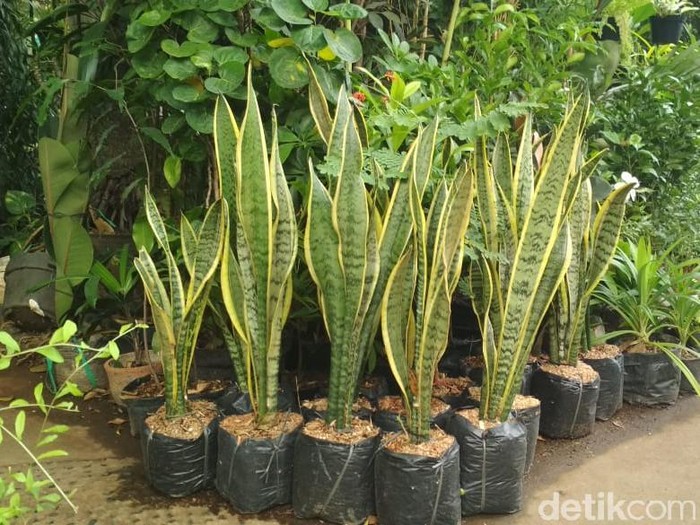 Tanaman hias yang tidak membutuhkan banyak sinar matahari Wooden boxes with sansevieria plants on white background