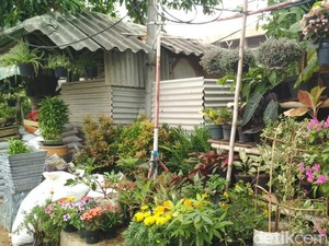 Seperti Lidah Mertua, Sri Rejeki Juga Bisa Jadi Penangkal Polusi