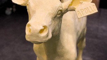 Untuk semakin menguatkan nuansa Apollo 11, tag yang terpasang pada anak sapi ini pun bertuliskan Apollo 11. Foto: American Dairy Association Mideast