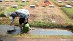 Kemarau, Rumput TPU Tanah Kusir Mengering dan Mati