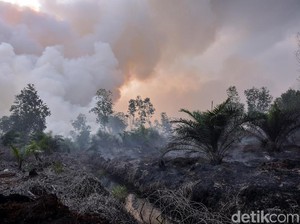Karhutla di Riau Terus Meluas, BPBD Ungkap Kendala Pemadaman Api