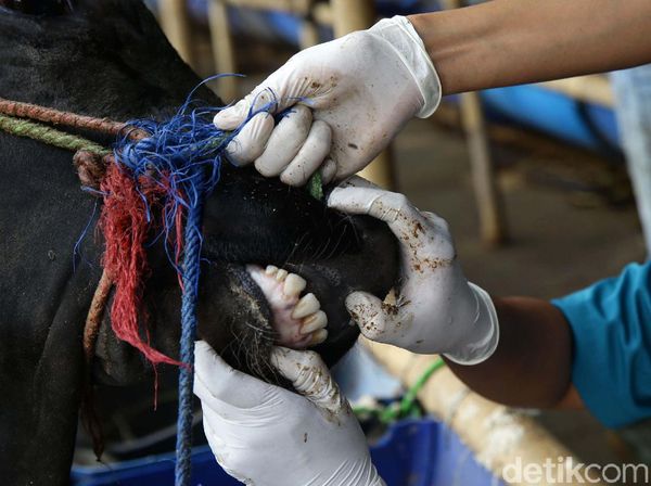 Yuk! Pastikan Hewan Kurban yang Dijual Sehat