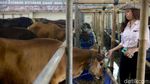 Berburu Hewan Kurban Bersama Para Cowgirl Cantik di Depok