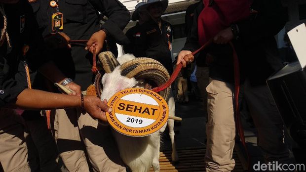 100 Petugas Patroli Keliling Bandung Periksa Kesehatan Hewan Kurban