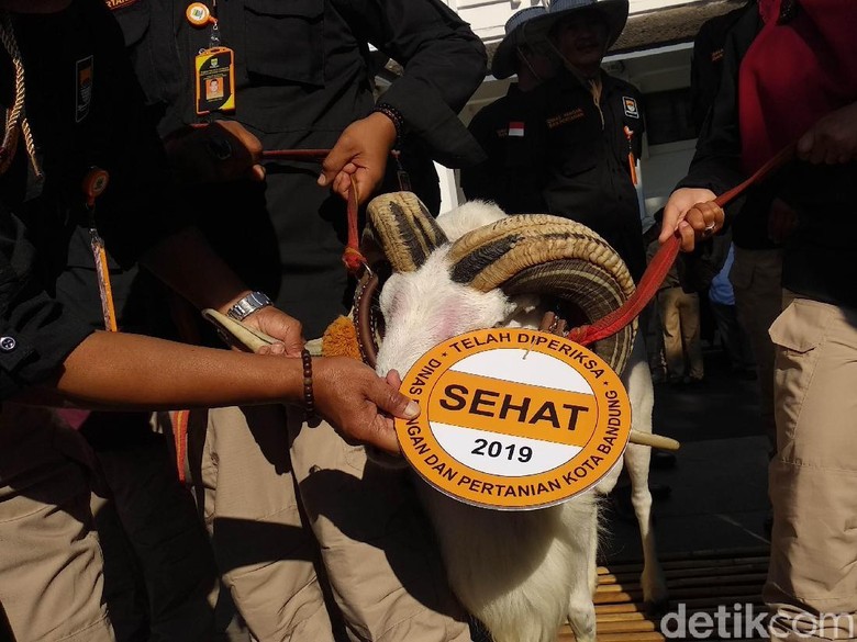 Wali Kota Bandung Minta Pedagang Hewan Kurban Tak Jualan di Trotoar Wali Kota Bandung Minta Pedagang Hewan Kurban Tak Jualan di Trotoar
