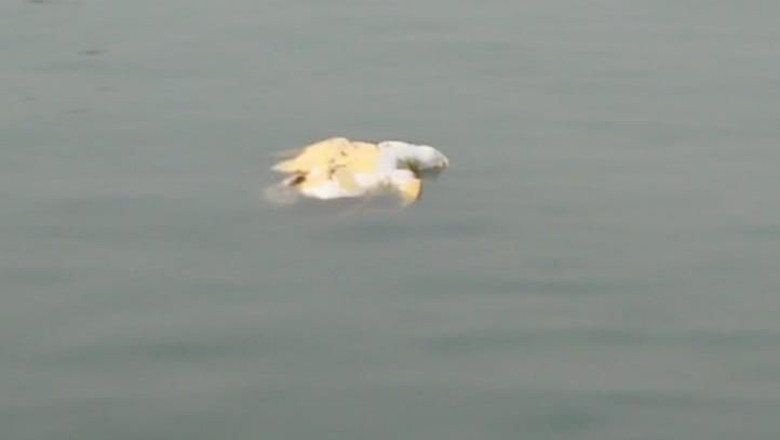 Penyu Mati Ditemukan Mengapung di Laut Bojonegara Serang Penyu Mati Ditemukan Mengapung di Laut Bojonegara Serang
