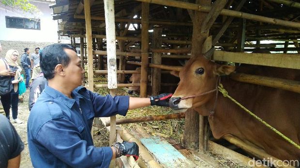 Petugas Temukan Puluhan Sapi Tak Layak Kurban di Ciamis