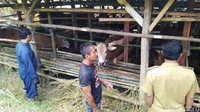 Pada pemeriksaan kali ini, dari sekitar 40 ekor sapi yang diperiksa di kelompok peternak daerah Bojonghuni, Kelurahan Maleber. Hasilnya ditemukan 2 ekor sapi yang tak layak karena belum cukup umur.