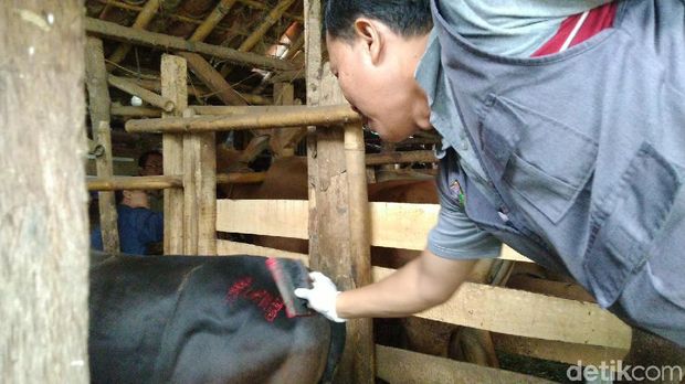 Petugas Temukan Puluhan Sapi Tak Layak Kurban di Ciamis