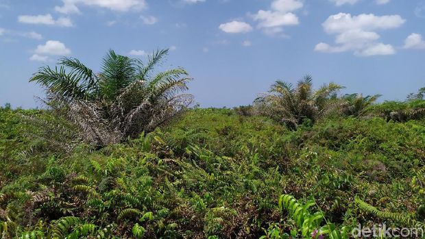 Kasus PT Kallista Alam