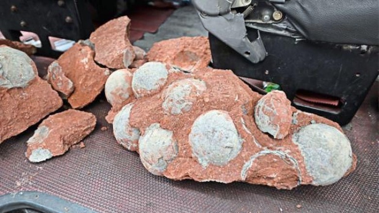 Bocah China Temukan Fosil Telur Dinosaurus Berusia 66 Juta Tahun Bocah China Temukan Fosil Telur Dinosaurus Berusia 66 Juta Tahun