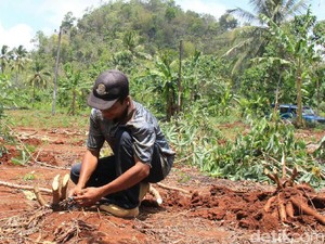 Produksi Singkong di Wonogiri Turun, Petani Pilih untuk Pakan Ternak