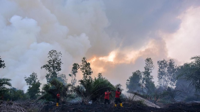  Luas  Lahan dan Hutan  di Indonesia Terbakar Capai 42 Ribu 