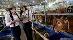 Berburu Hewan Kurban Bersama Para Cowgirl Cantik di Depok