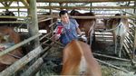 Duh, Puluhan Sapi Tak Layak Kurban Ditemukan Petugas di Ciamis