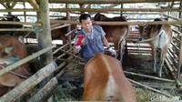 Pemeriksaan fisik hewan kurban mulai dari kelengkapan organ tubuh jangan sampai ada yang cacar, dilihat dari giginya usianya lebih dari dua tahun. Sapi yang memenuhi syarat kurban diberi tanda cap cat merah berlambang S melambangkan sehat.