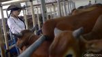 Berburu Hewan Kurban Bersama Para Cowgirl Cantik di Depok