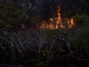 5.929 Personel Gabungan Padamkan Karhutla di Riau hingga Kalbar