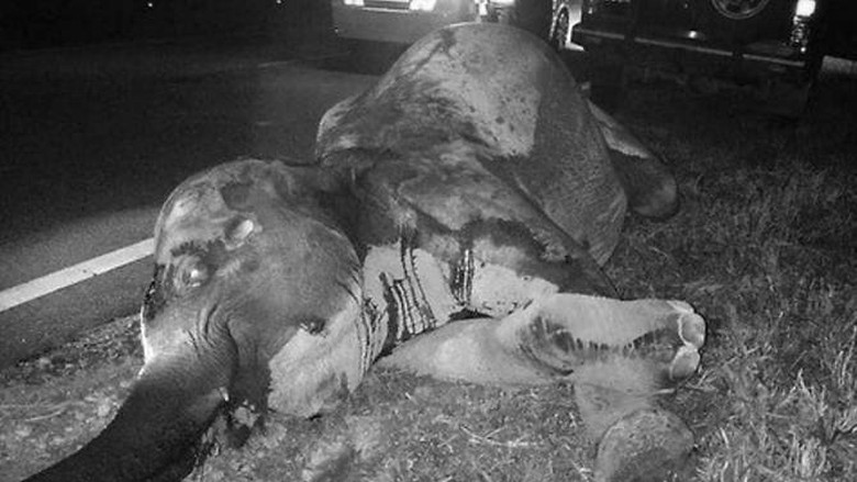 Mengenaskan! Gajah Betina Mati Tertabrak Truk di Jalanan Malaysia Mengenaskan! Gajah Betina Mati Tertabrak Truk di Jalanan Malaysia