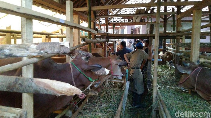 Dinas Peternakan dan Perikanan Kabupaten Ciamis memeriksa sejumlah hewan kurban jelang Idul Adha. Dari pemeriksaan itu ditemukan puluhan sapi tak layak kurban.