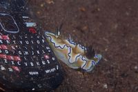 Nudibranch dekat sampah ponsel (Ria Qorina/Istimewa)