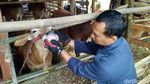Duh, Puluhan Sapi Tak Layak Kurban Ditemukan Petugas di Ciamis